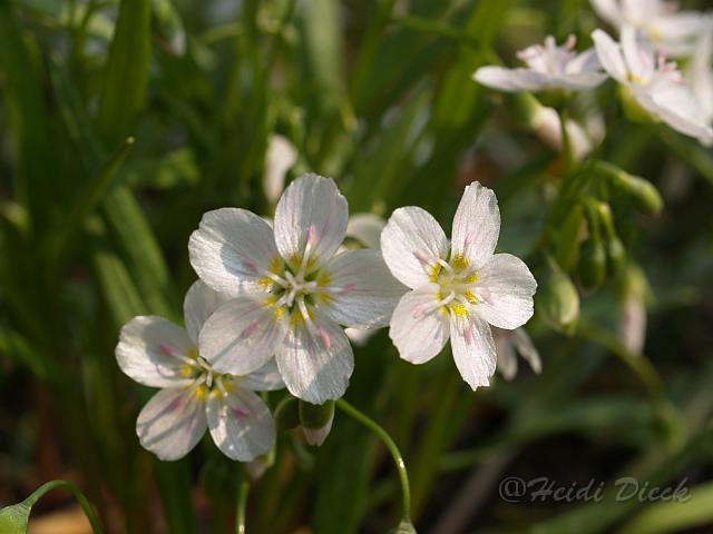 Claytonia virginica.JPG - Claytonia virginica / Botanischer Garten Göttingen